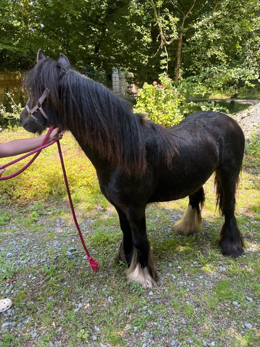 Gypsy cob filly - Image 4