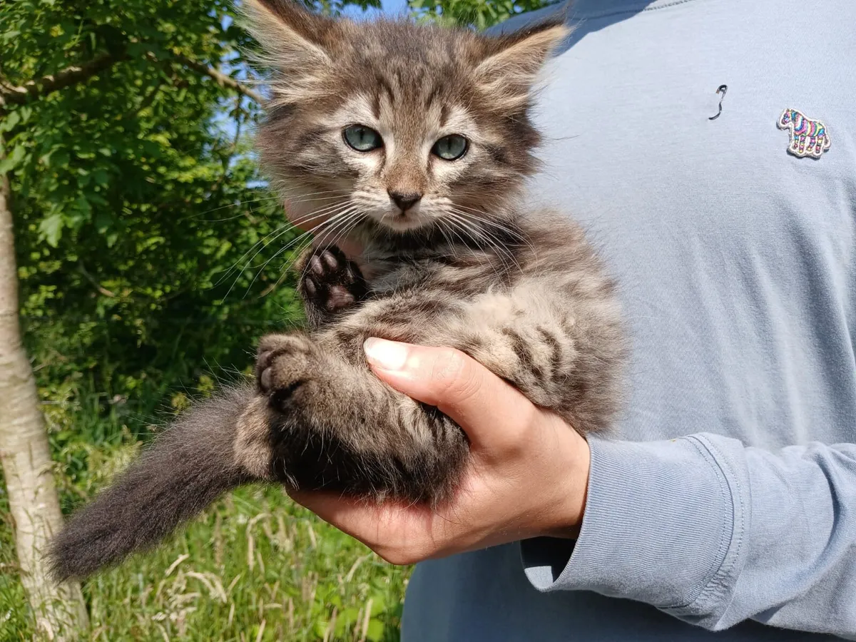 Friendly, good natured Kittens - Image 2