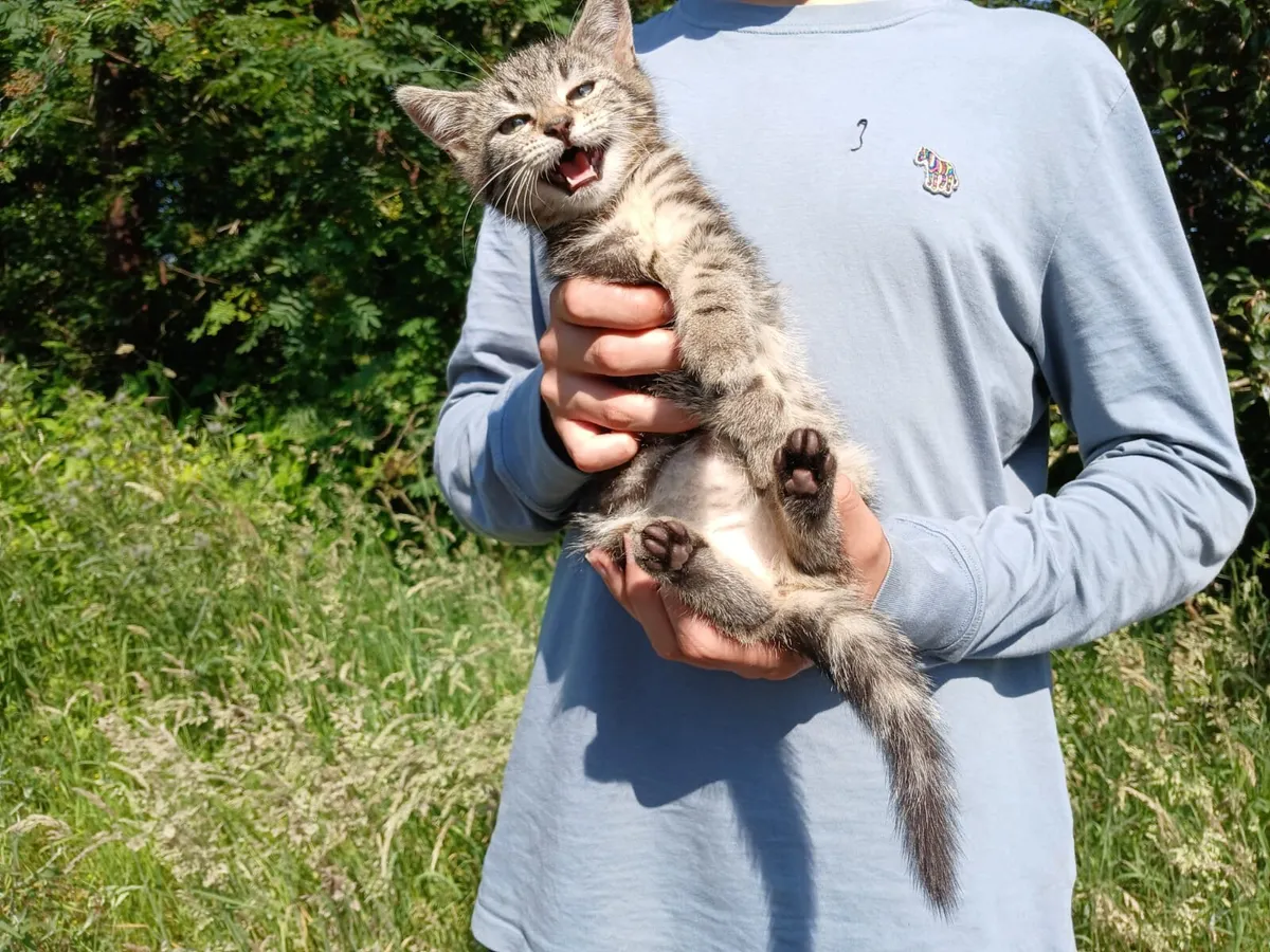 Friendly, good natured Kittens - Image 3