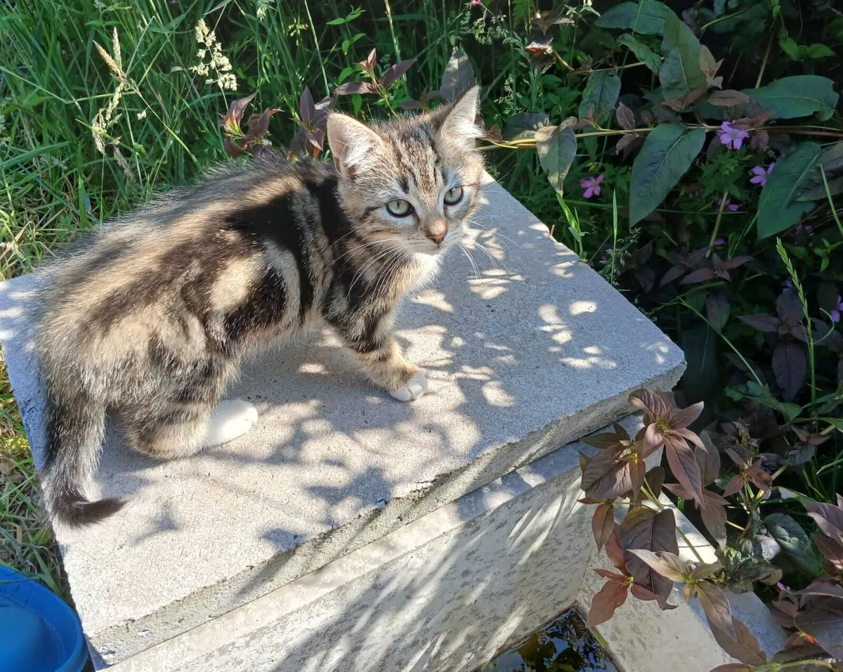 Friendly, good natured Kittens - Image 4