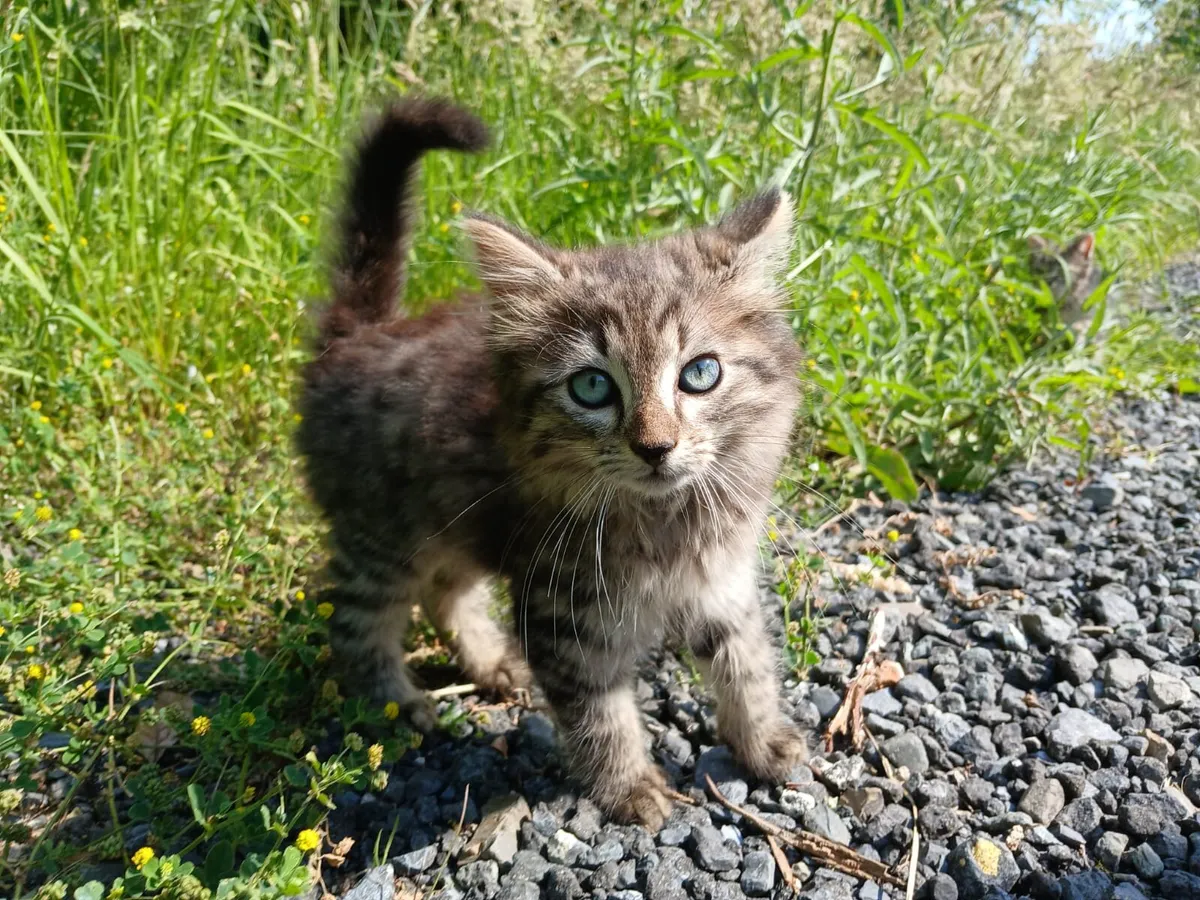 Friendly, good natured Kittens - Image 1