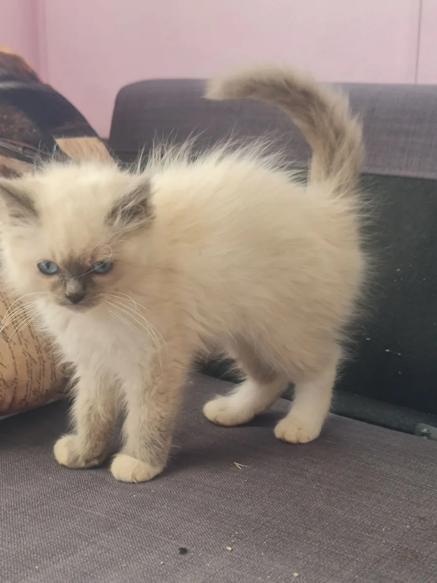 Ragdoll kitten 💙 - Image 2