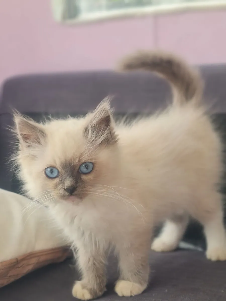 Ragdoll kitten 💙 - Image 1
