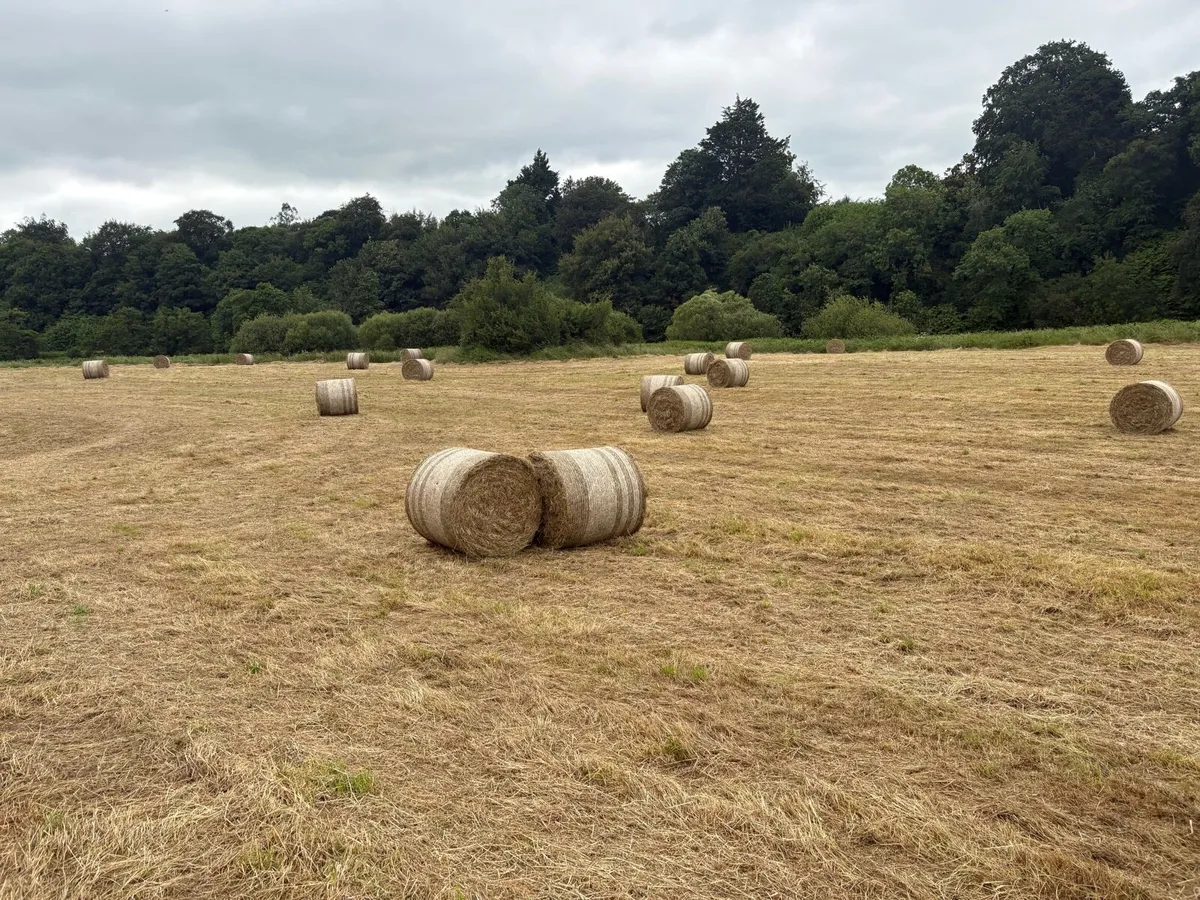 Haylage - Image 3