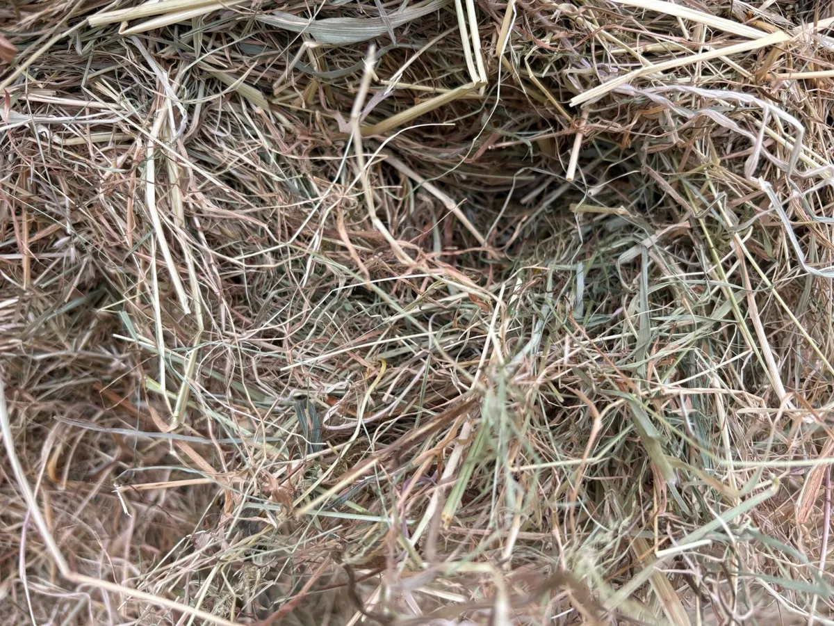 Haylage - Image 4