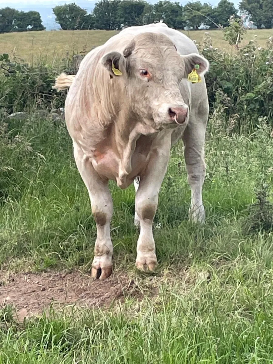 Charolais bulls - Image 2