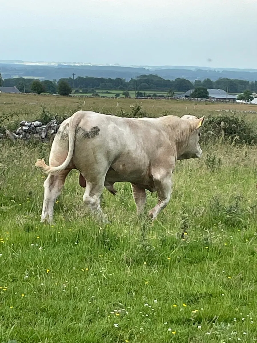 Charolais bulls - Image 3