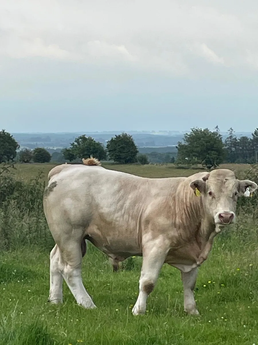 Charolais bulls - Image 4