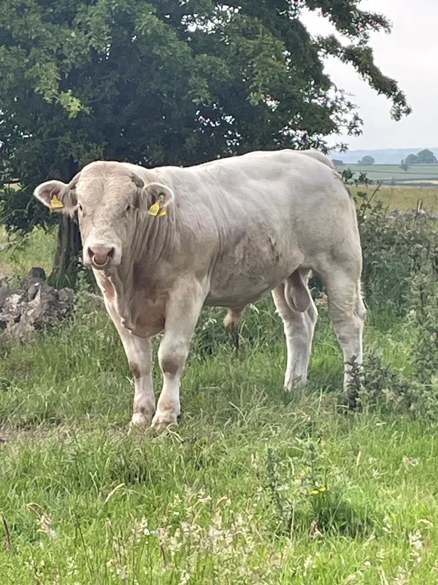 Charolais bulls - Image 1