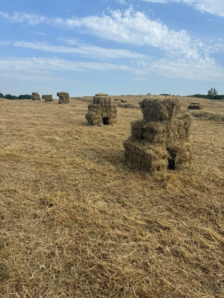 Hay/haylage - Image 1