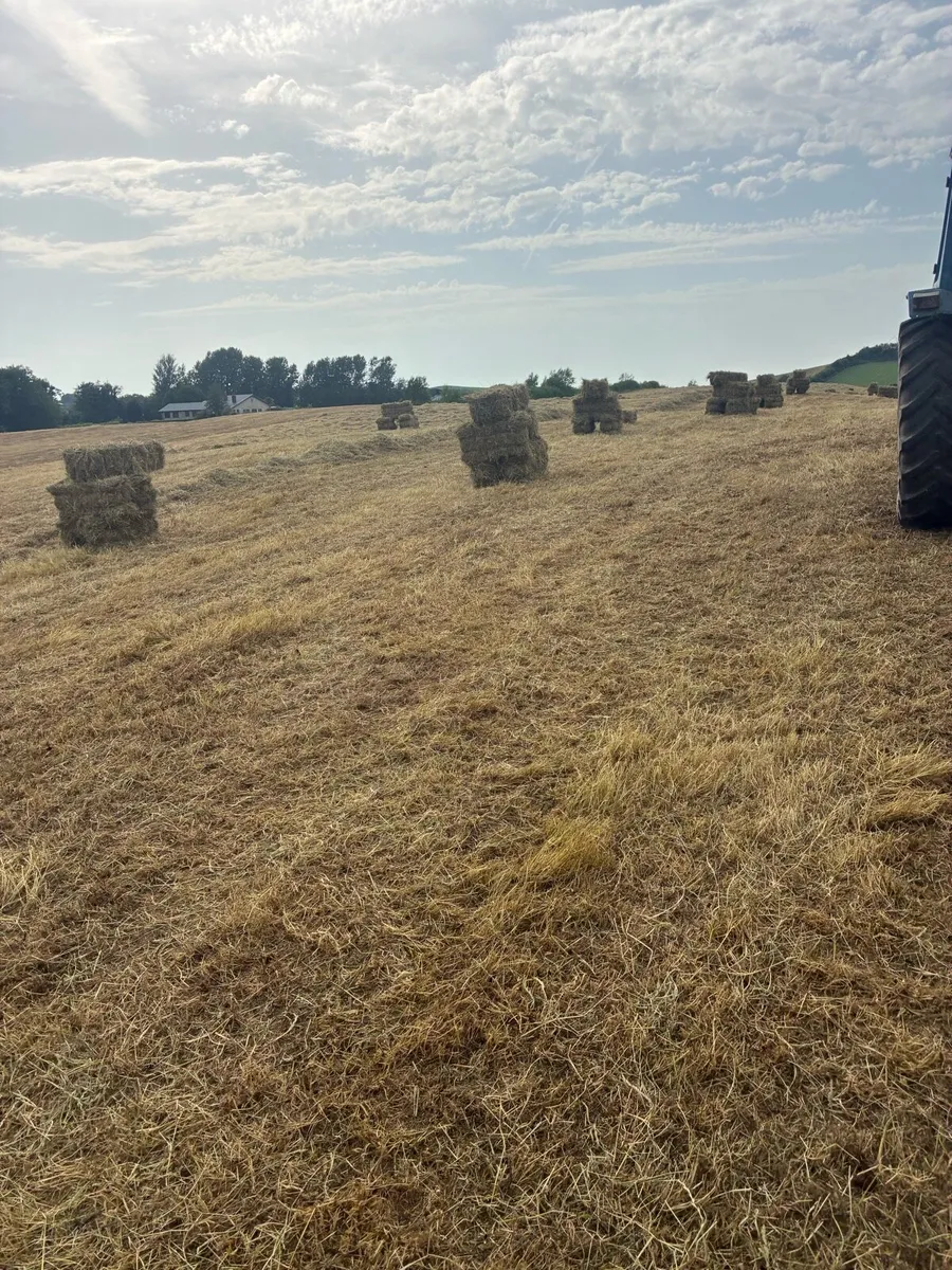 Hay/haylage - Image 2