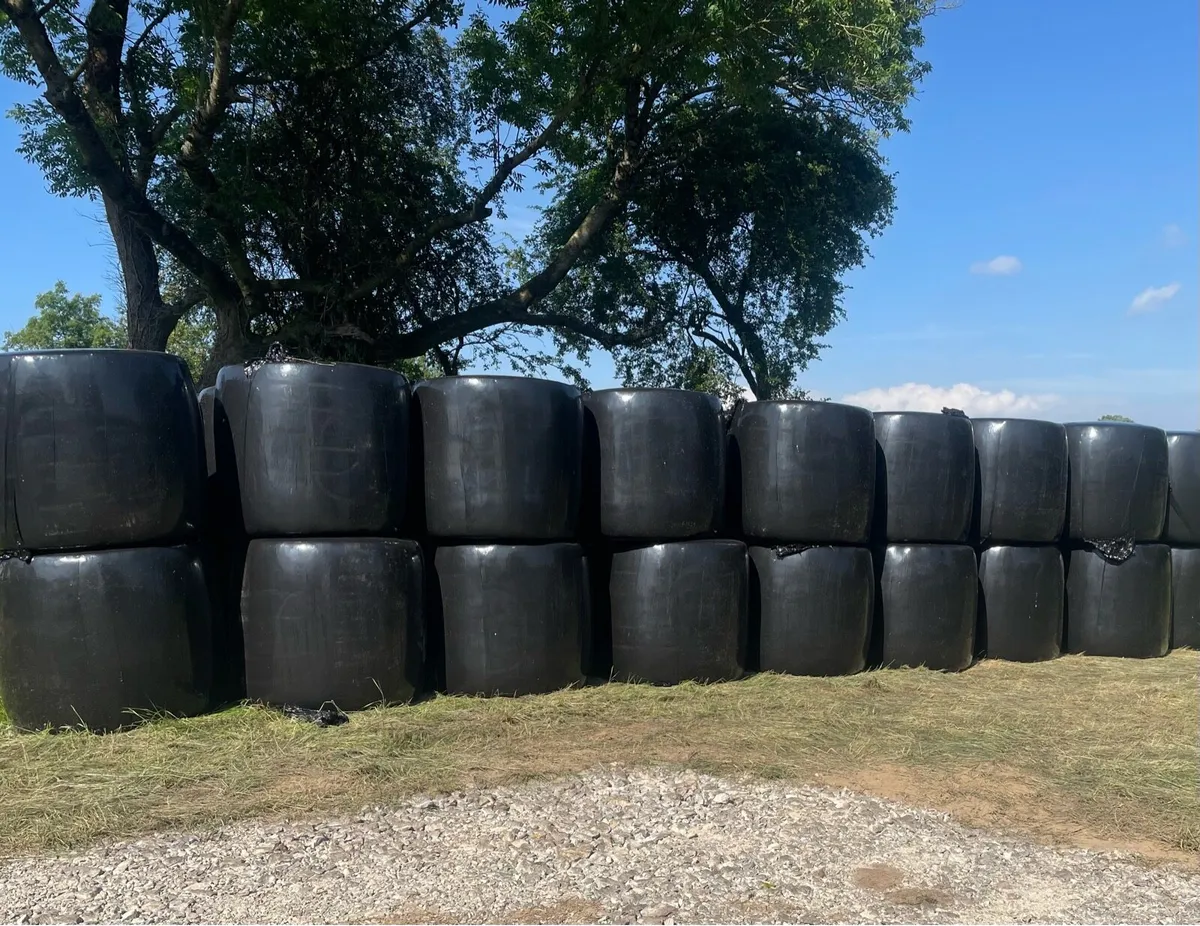 Premium Haylage from new grass seed - Image 1