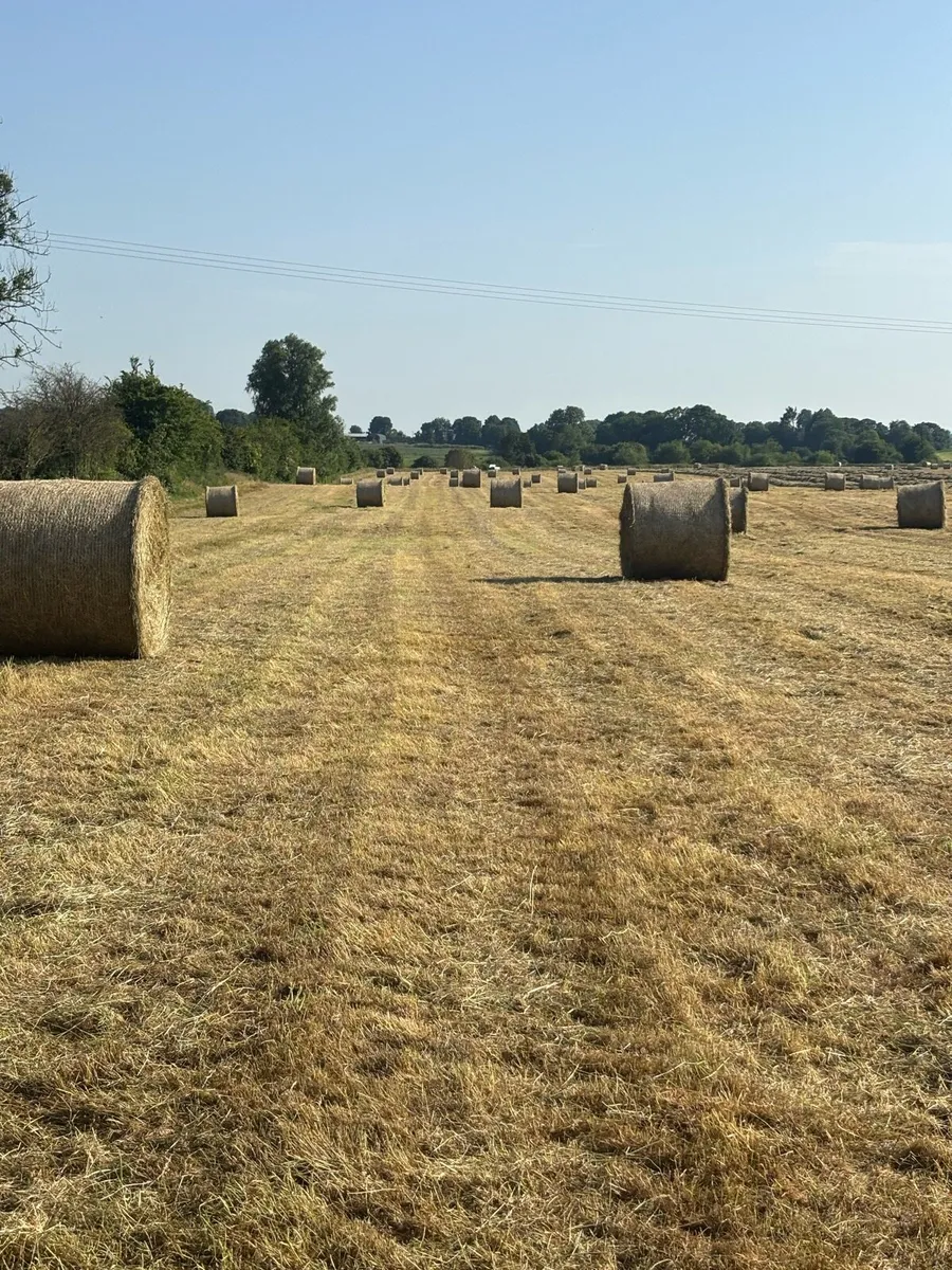 Hay - Image 1