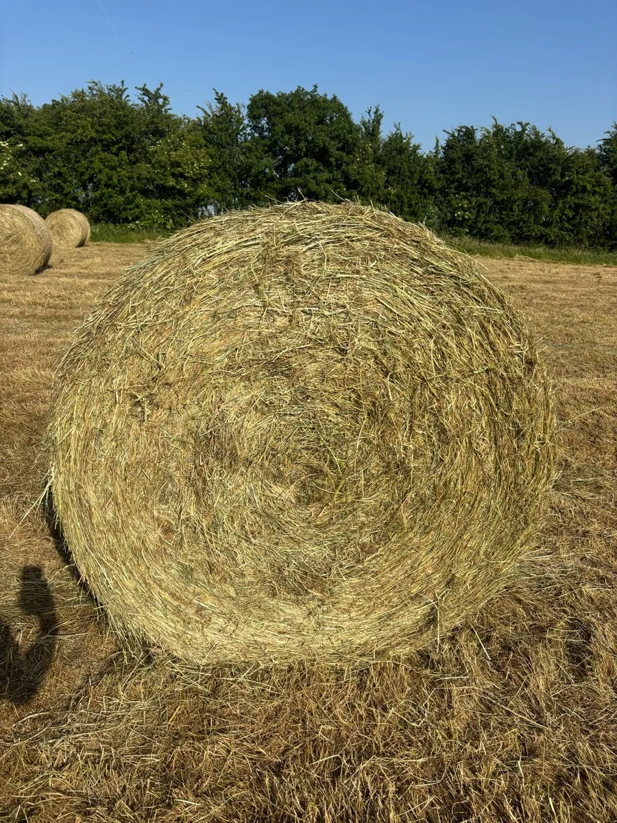 Hay - Image 2
