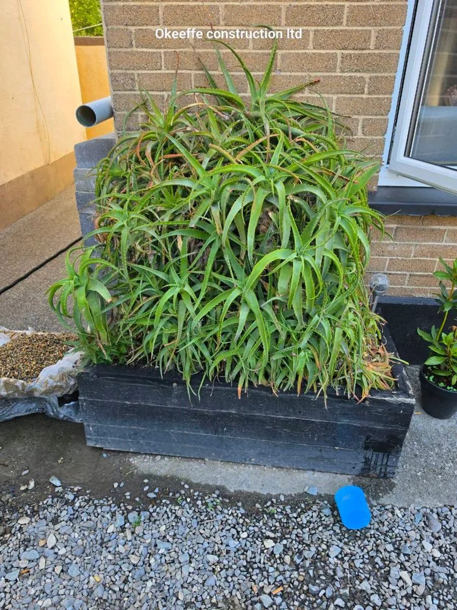 Aloe Vera plant - Image 1