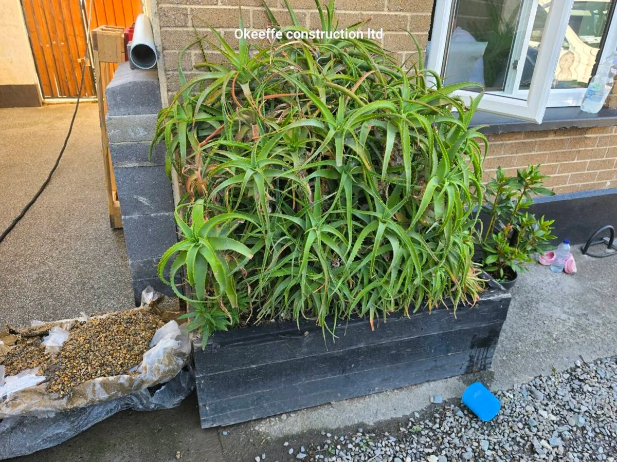 Aloe Vera plant - Image 2