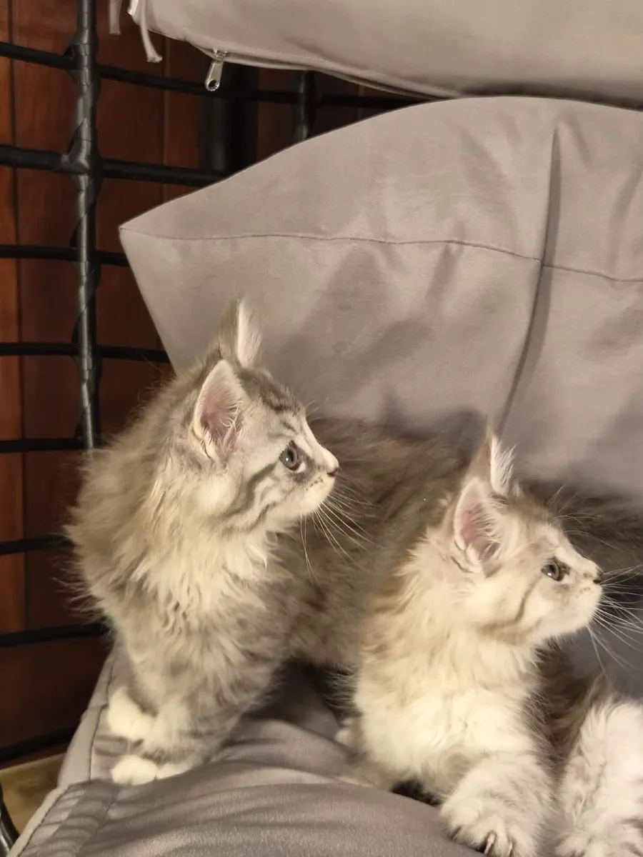 Purebred Maine Coon Kittens - Image 2