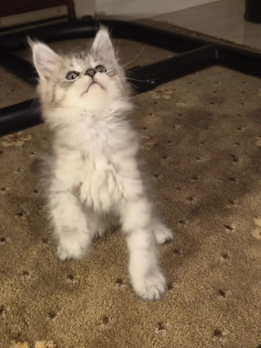 Purebred Maine Coon Kittens - Image 4