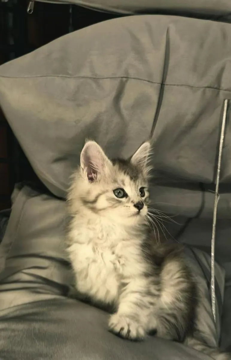 Purebred Maine Coon Kittens - Image 1