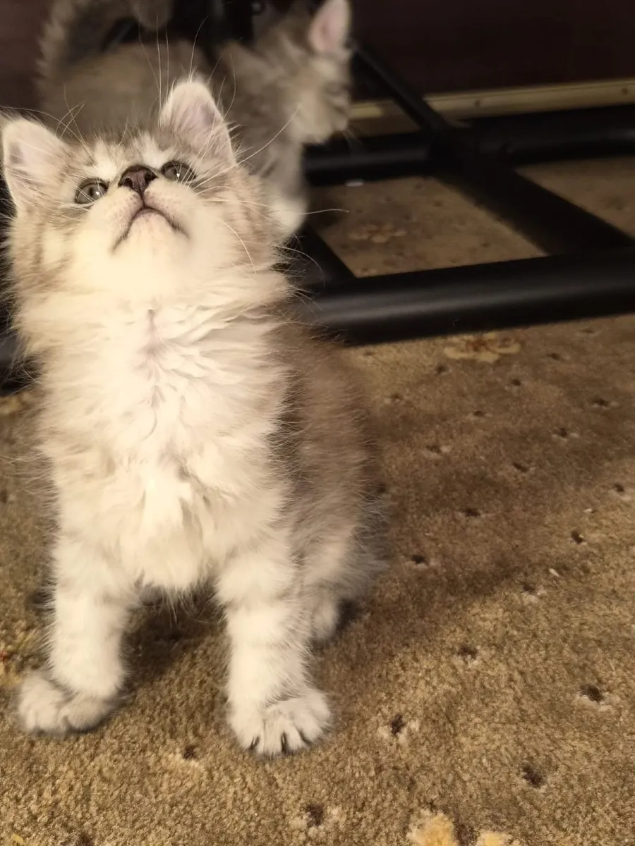 Purebred Maine Coon Kittens - Image 3