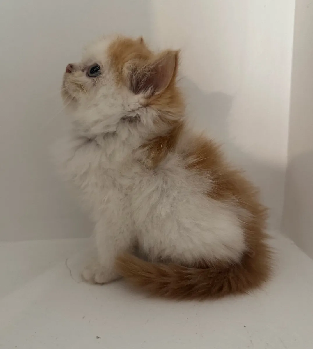 Persian x Ragdoll Kittens - Image 4