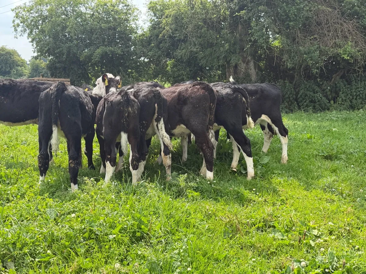 10 Hereford heifers for sale - Image 2