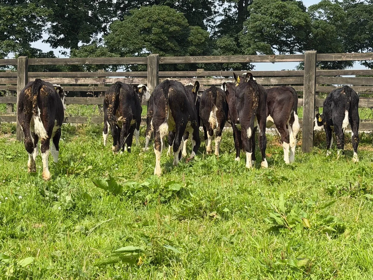 10 Hereford heifers for sale - Image 3