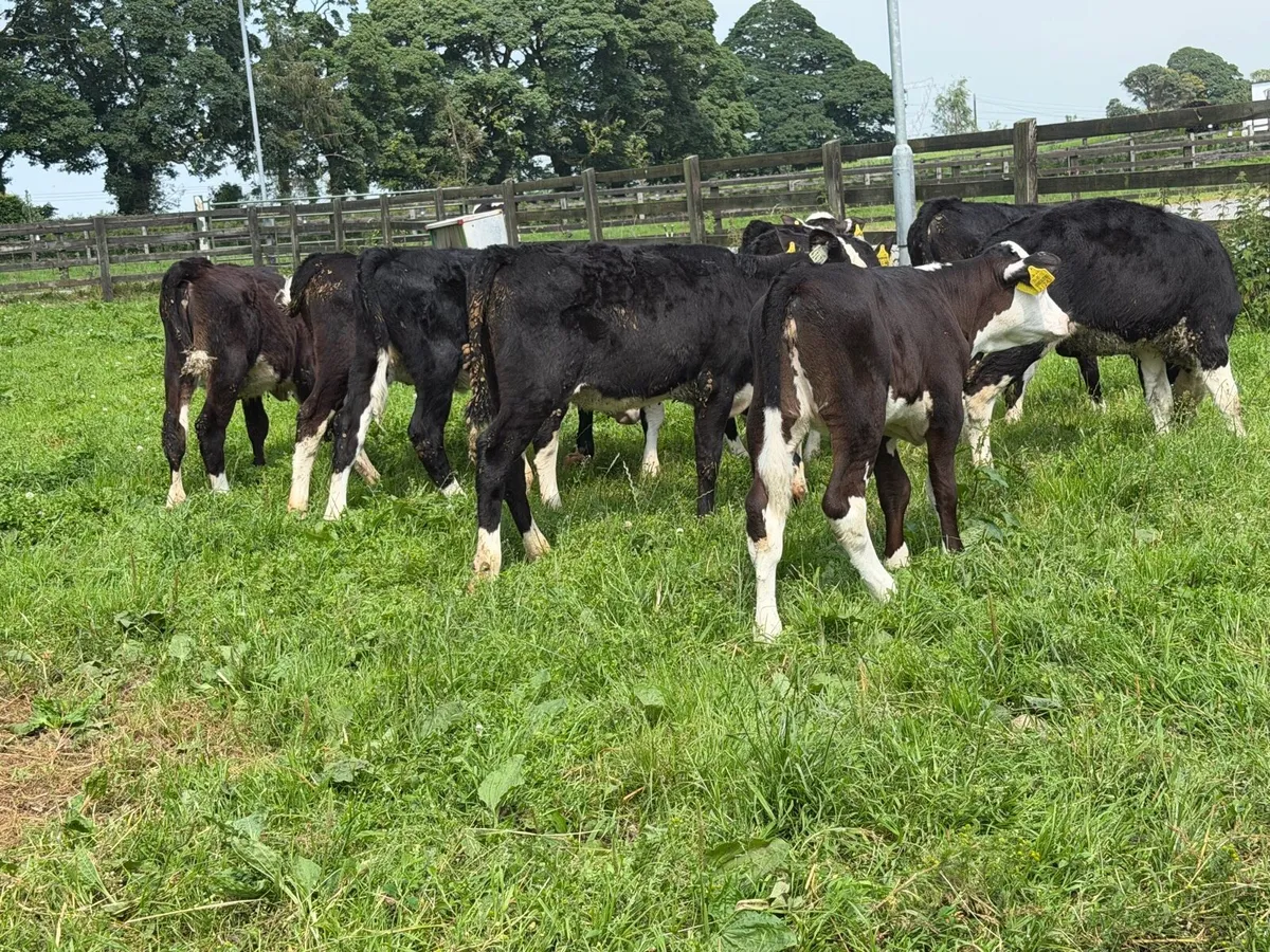 10 Hereford heifers for sale - Image 1