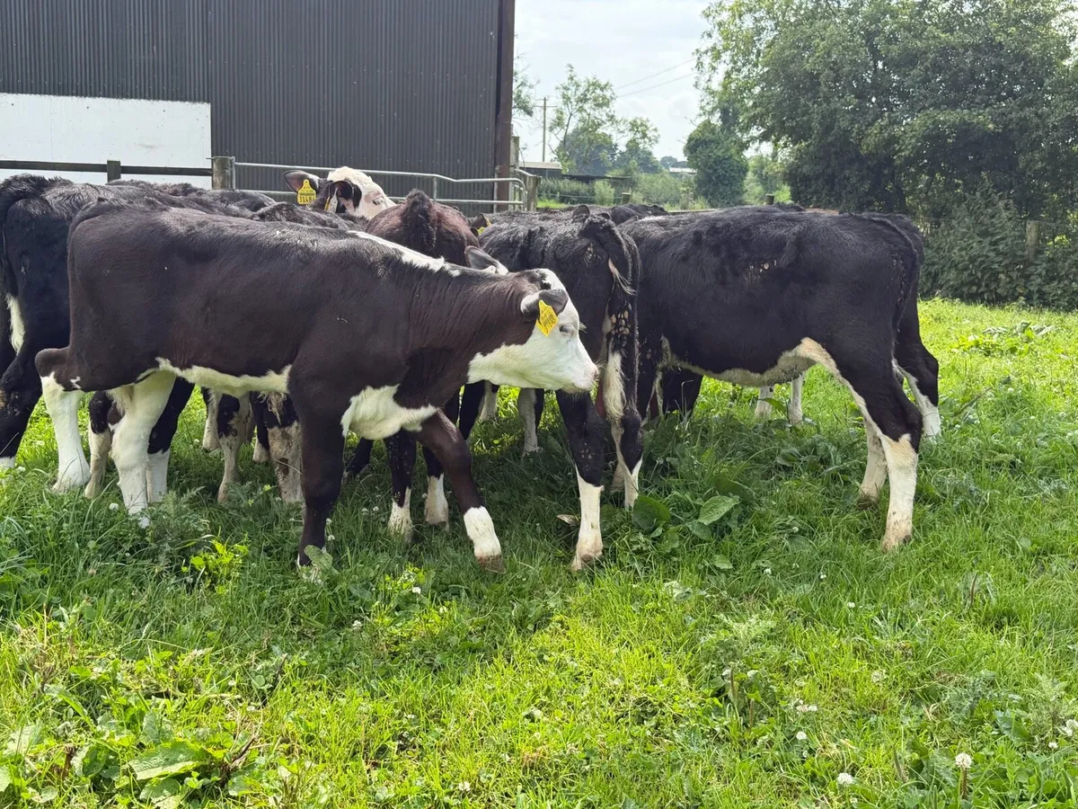 10 Hereford heifers for sale - Image 4