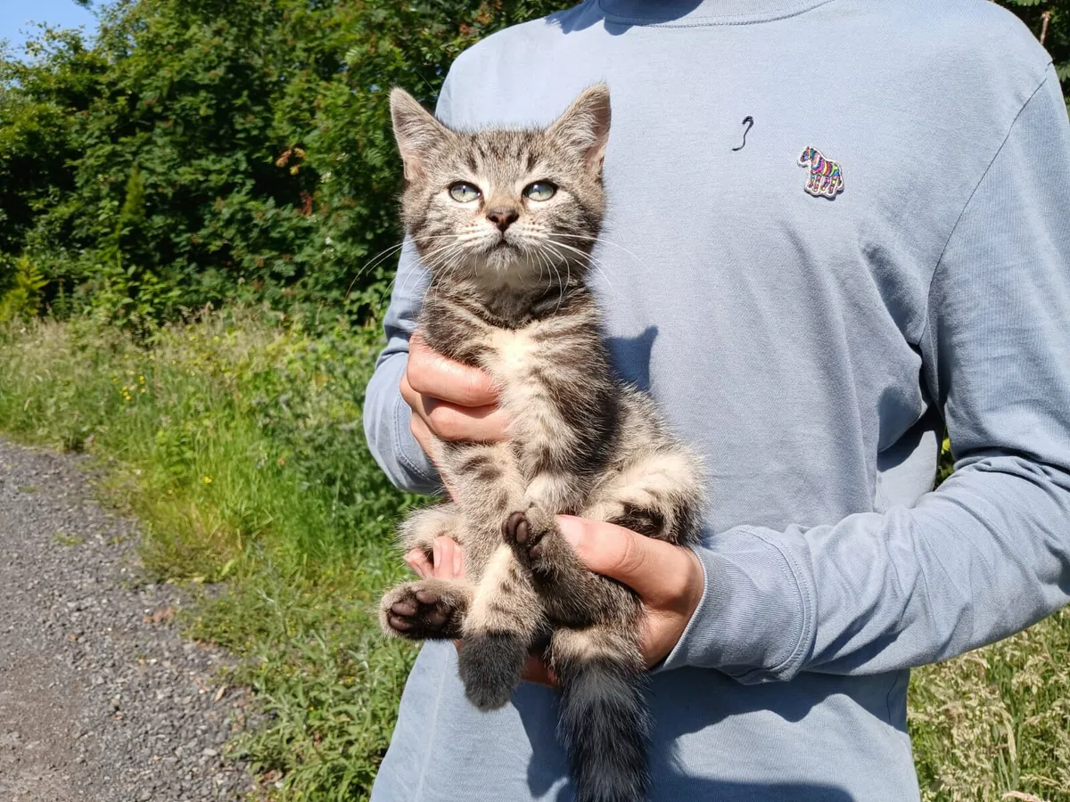 Friendly, good natured Kittens - Image 2