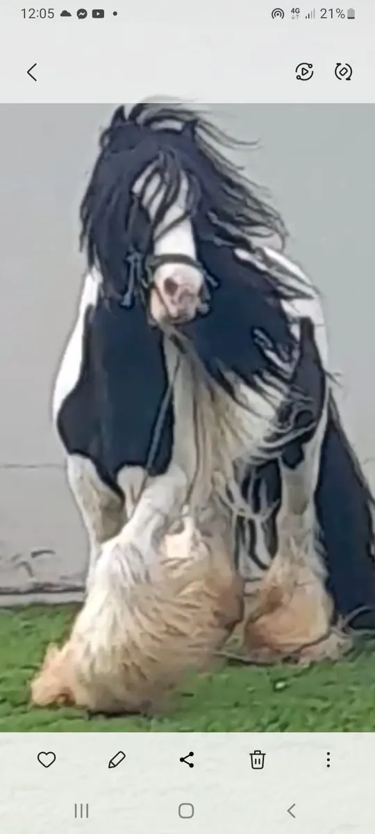 Stallion for sale - Image 1