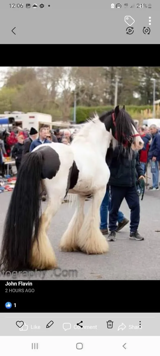 Stallion for sale - Image 2