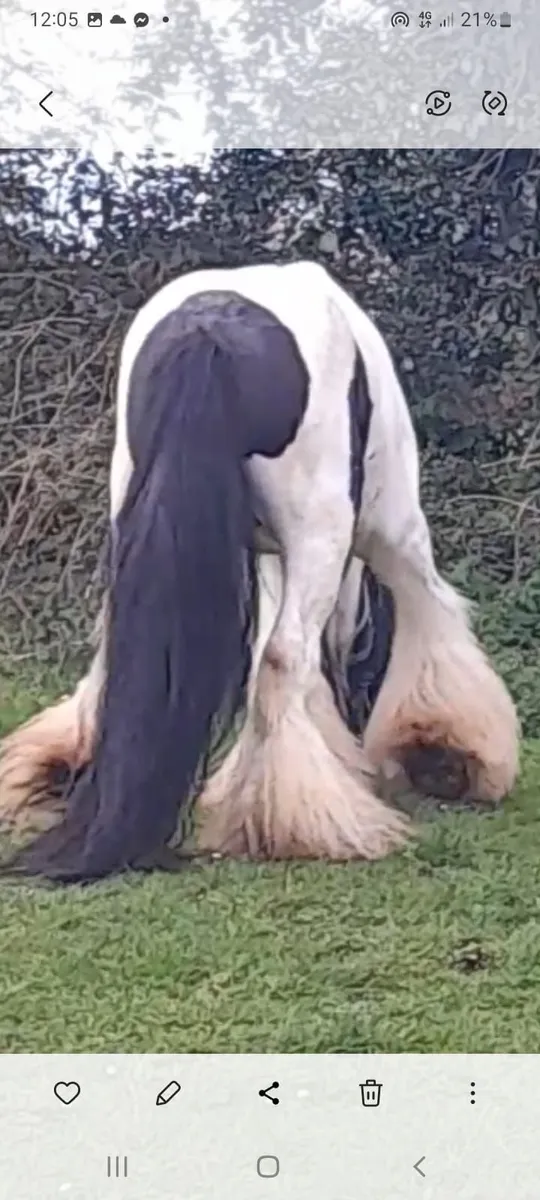 Stallion for sale - Image 3