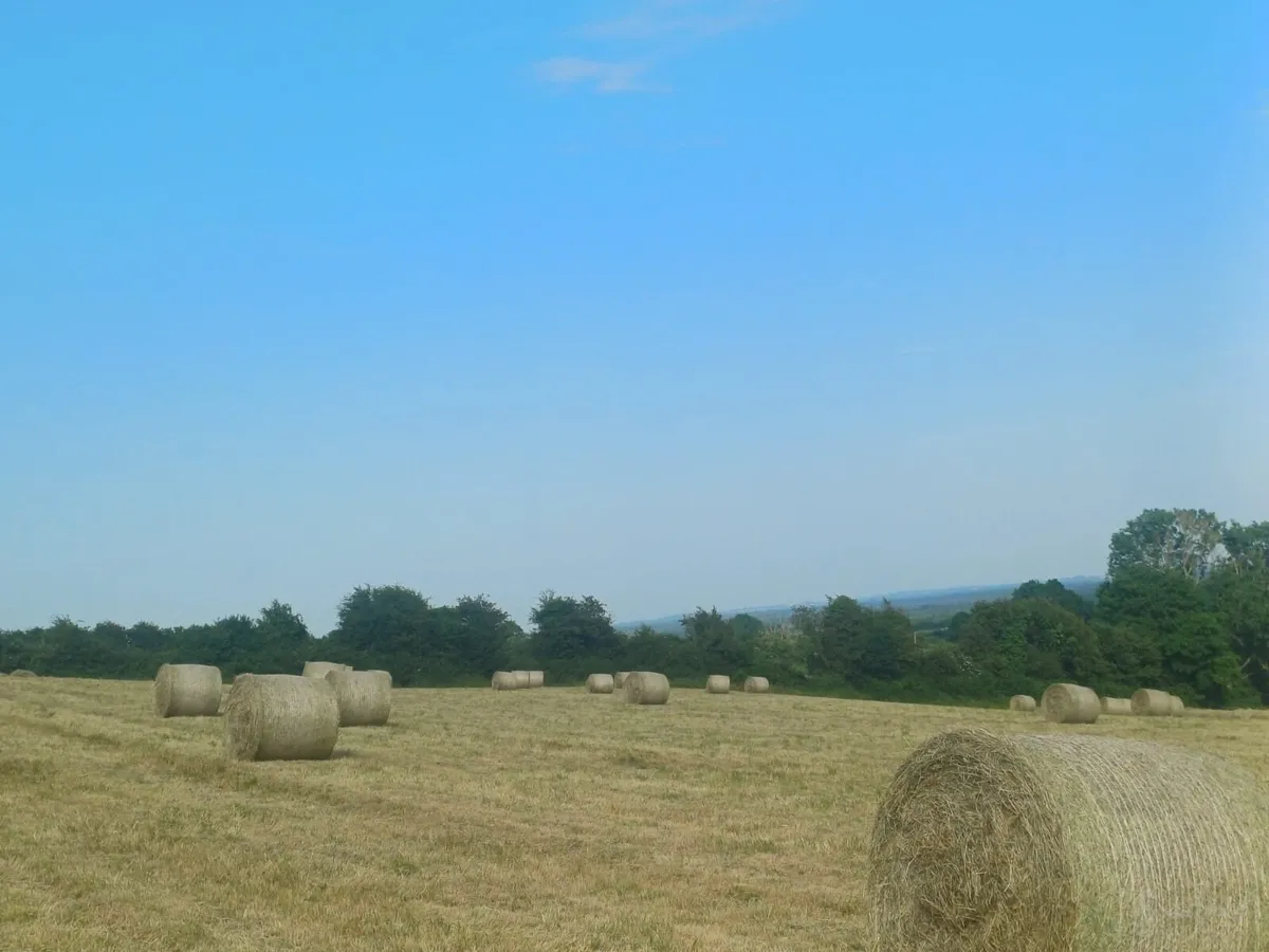Hay for sale - Image 1