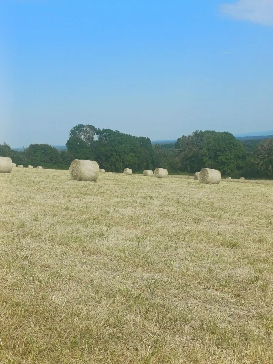 Hay for sale - Image 2