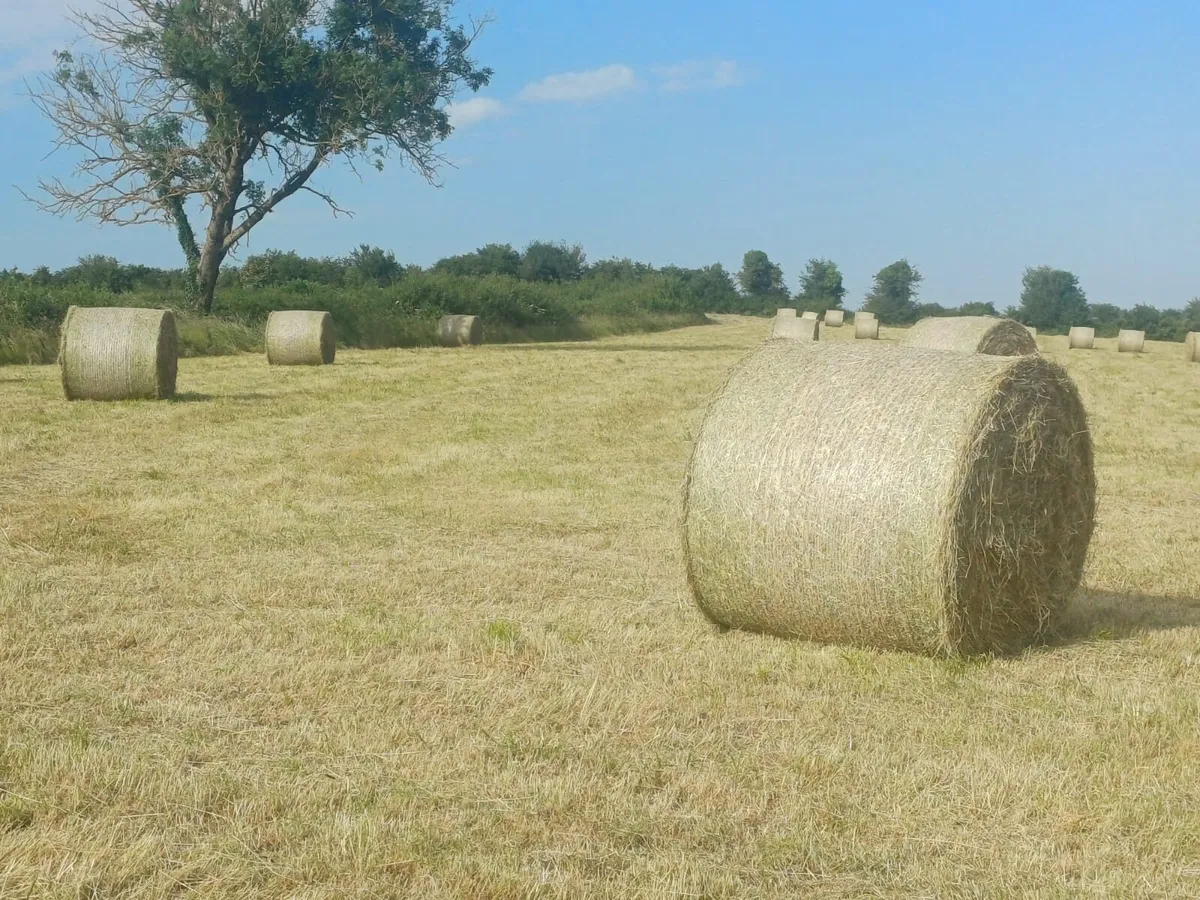 Hay for sale - Image 3