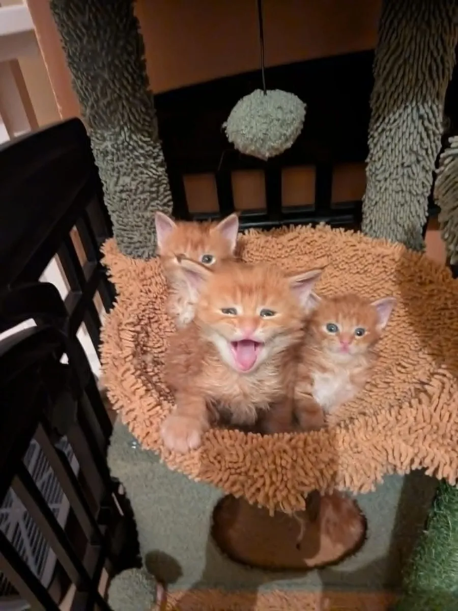 Maine Coon kittens for sale - Image 1