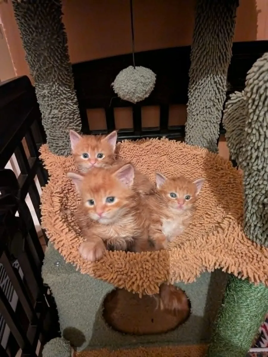 Maine Coon kittens for sale - Image 2
