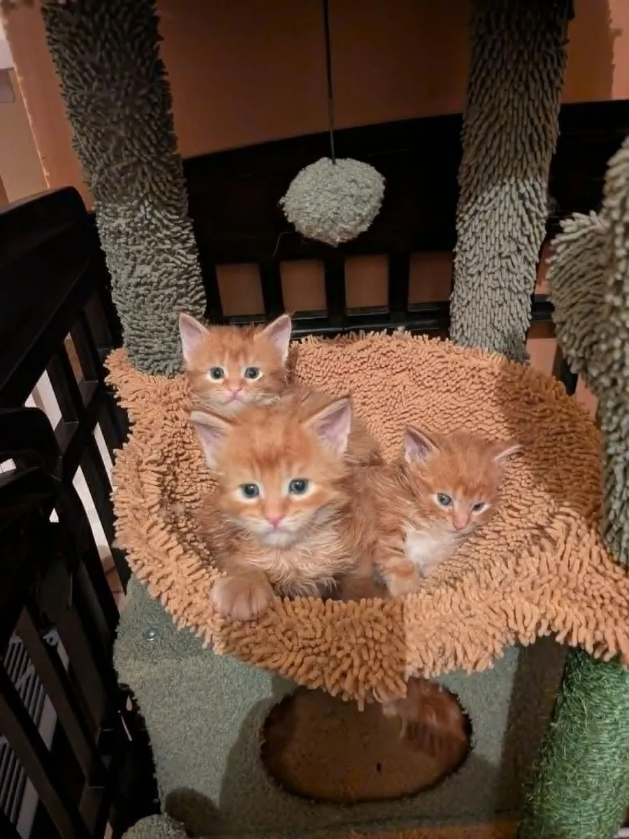Maine Coon kittens for sale - Image 3