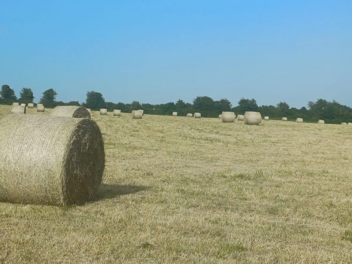 Hay for sale - Image 4