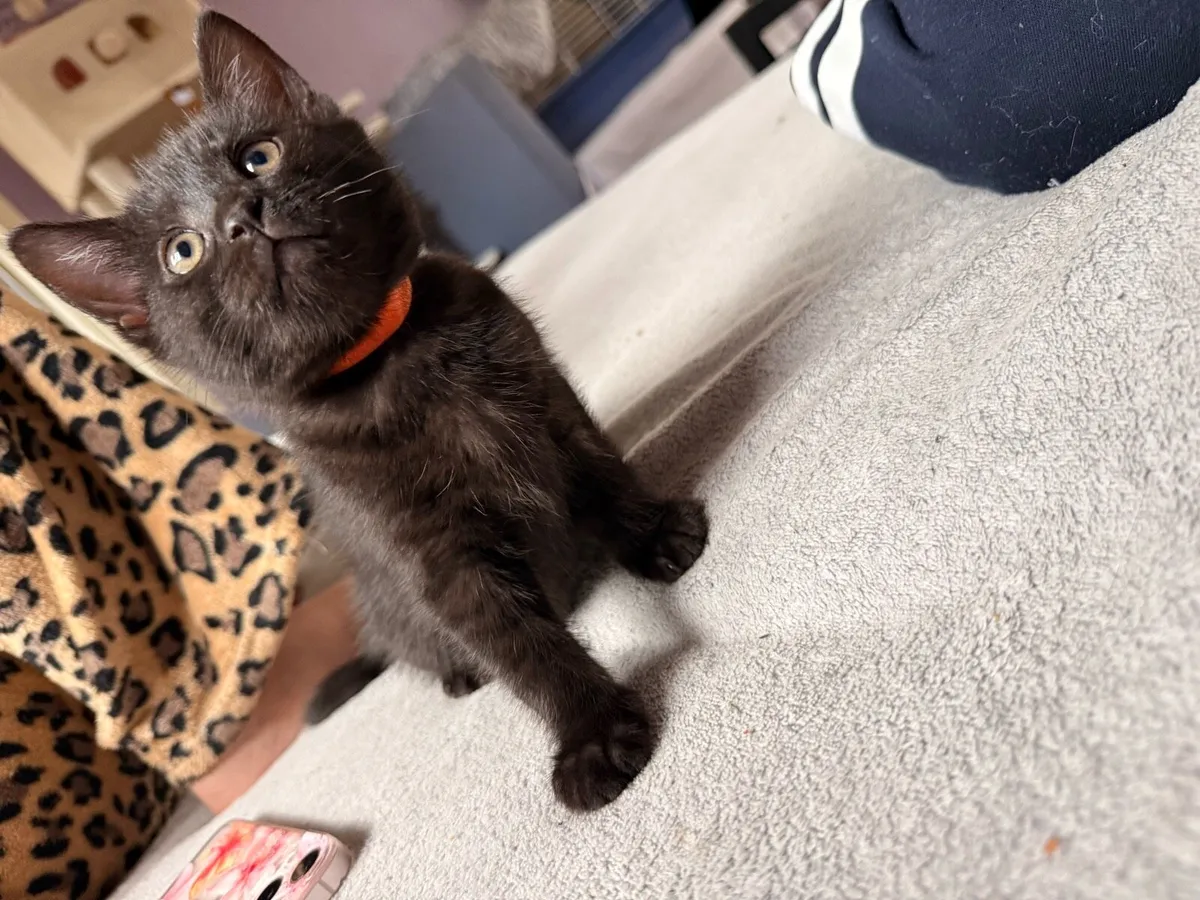 Black bengal mix lady 🫶 - Image 2