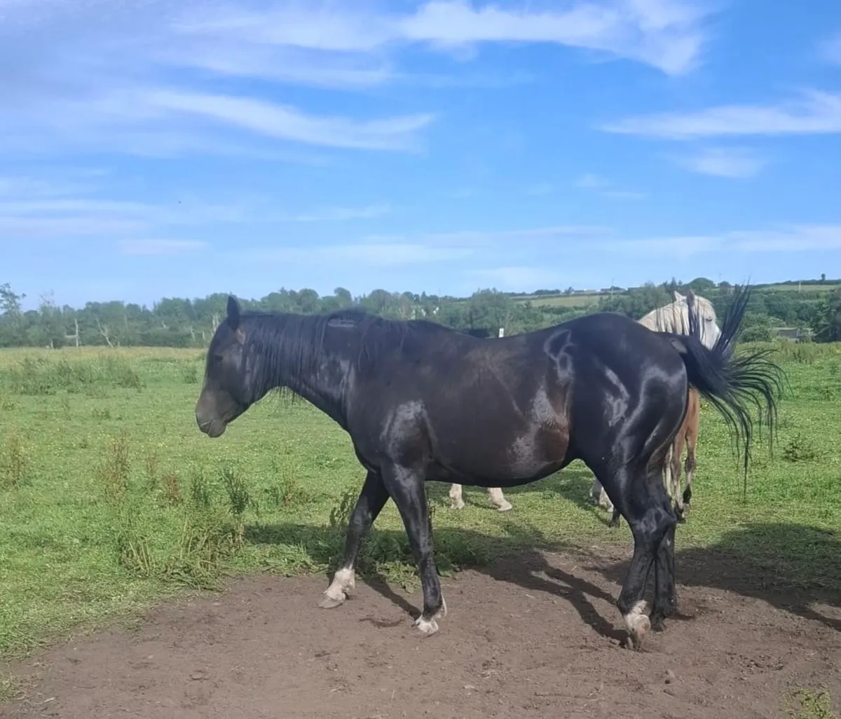 Cappagh Pat Irish Draft Stallion - Image 2