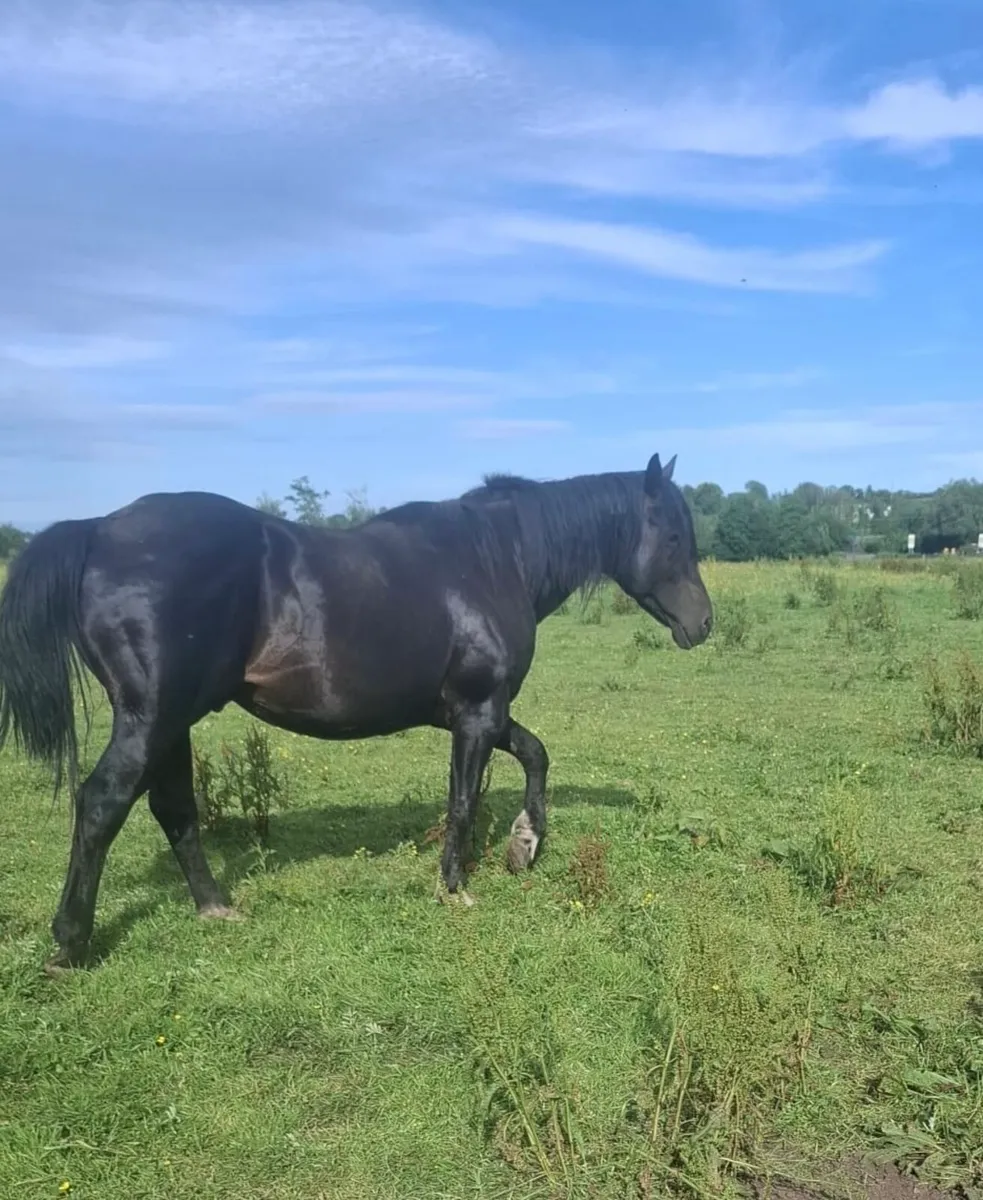 Cappagh Pat Irish Draft Stallion - Image 3