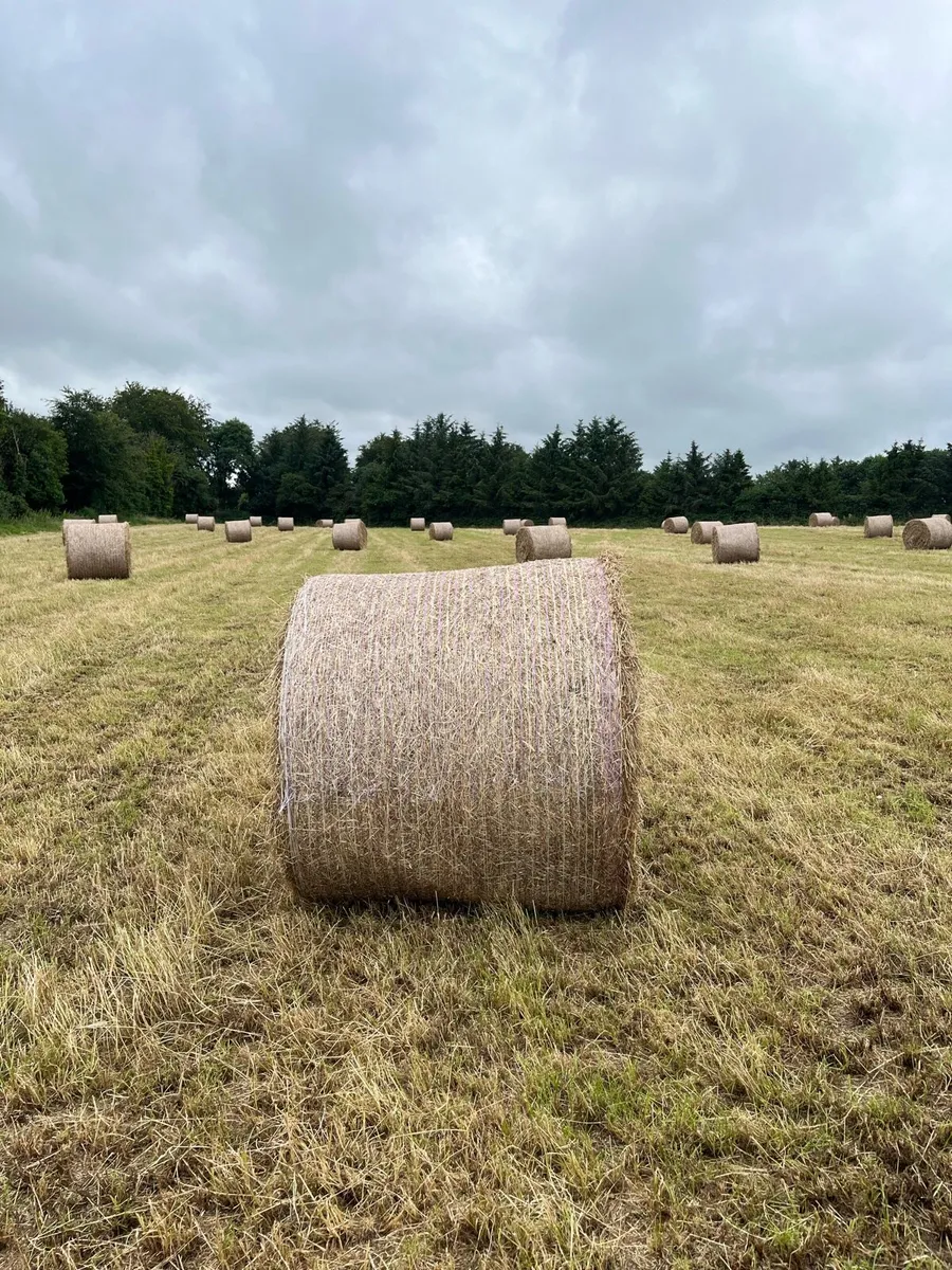 Round bales of Hay - Image 2