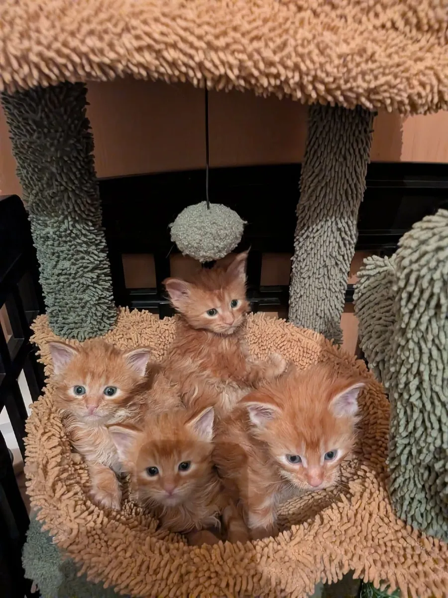 Maine Coon kittens for sale - Image 4