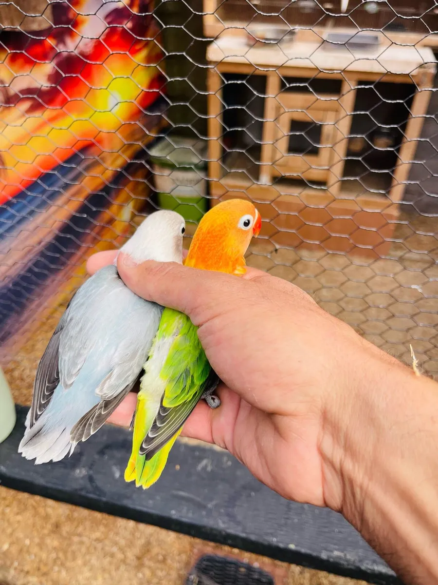 Love Birds - Image 3