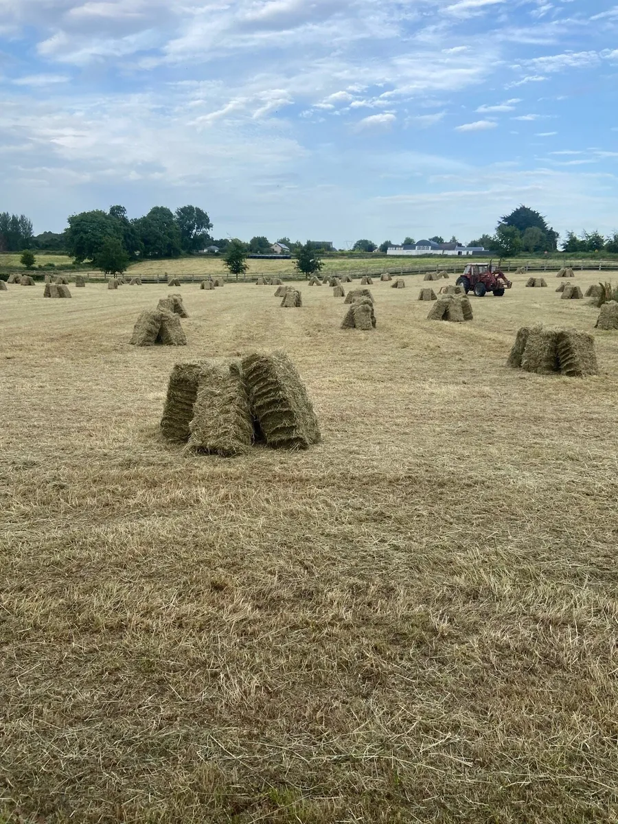 Small square bales of hay - Image 1