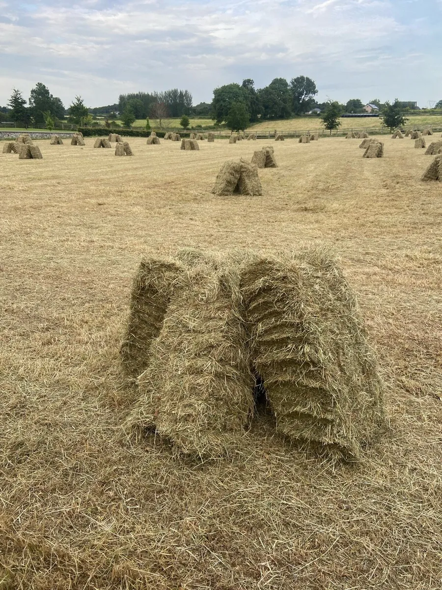 Small square bales of hay - Image 2