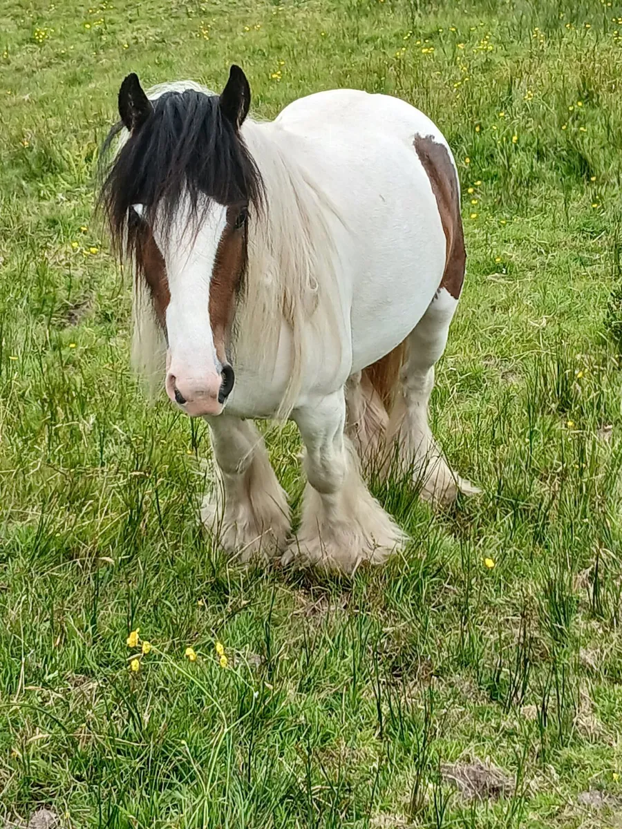 Small heavy 2yo filly....10hh....a real tank - Image 2