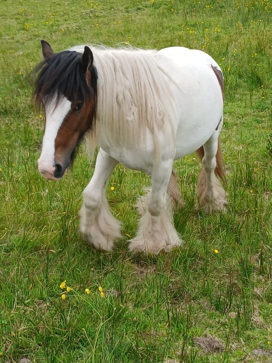 Small heavy 2yo filly....10hh....a real tank - Image 1